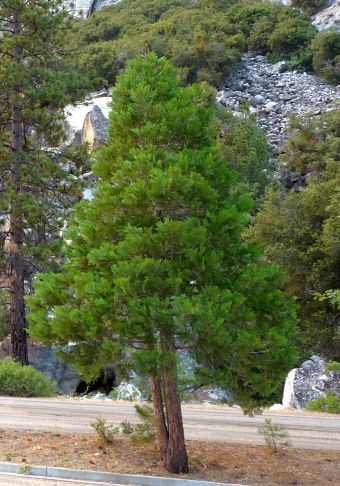 Cedro della California