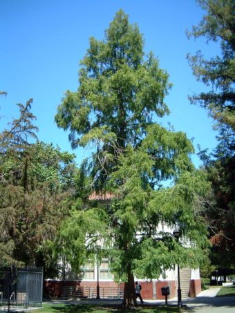 Metasequoia