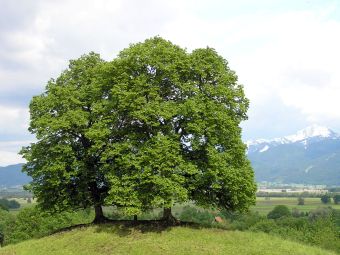 Tiglio selvatico